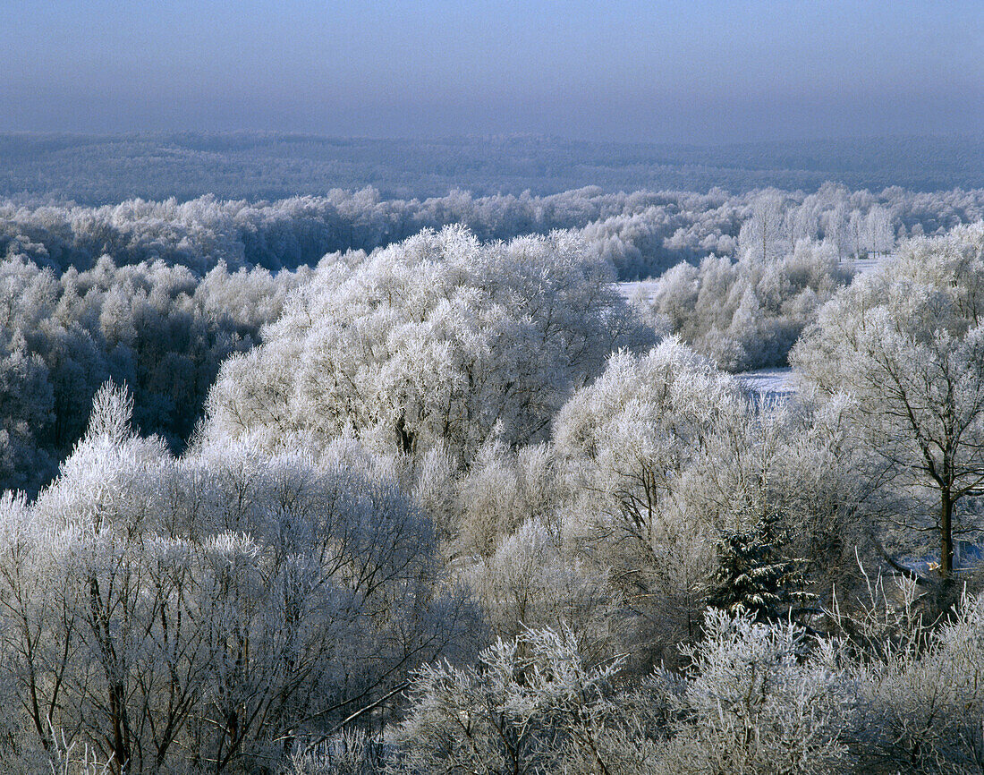 Trees covered with whitefrost in Podlasie,  Eastern Poland