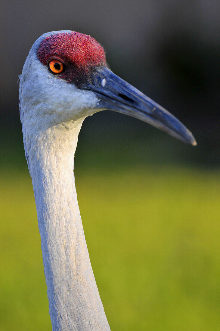 Sandhill crane head and neck