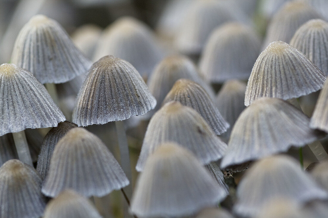 Mushrooms (Coprinus disseminatus)