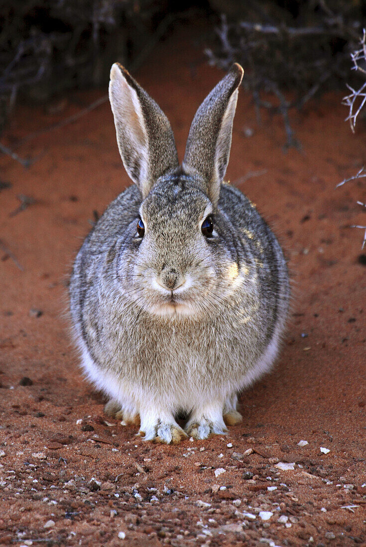 White-tailed Rabbit,  Jackrabbit in the dessert of Arizona,  portrait of sitting animal,  Page,  Arizona,  USA