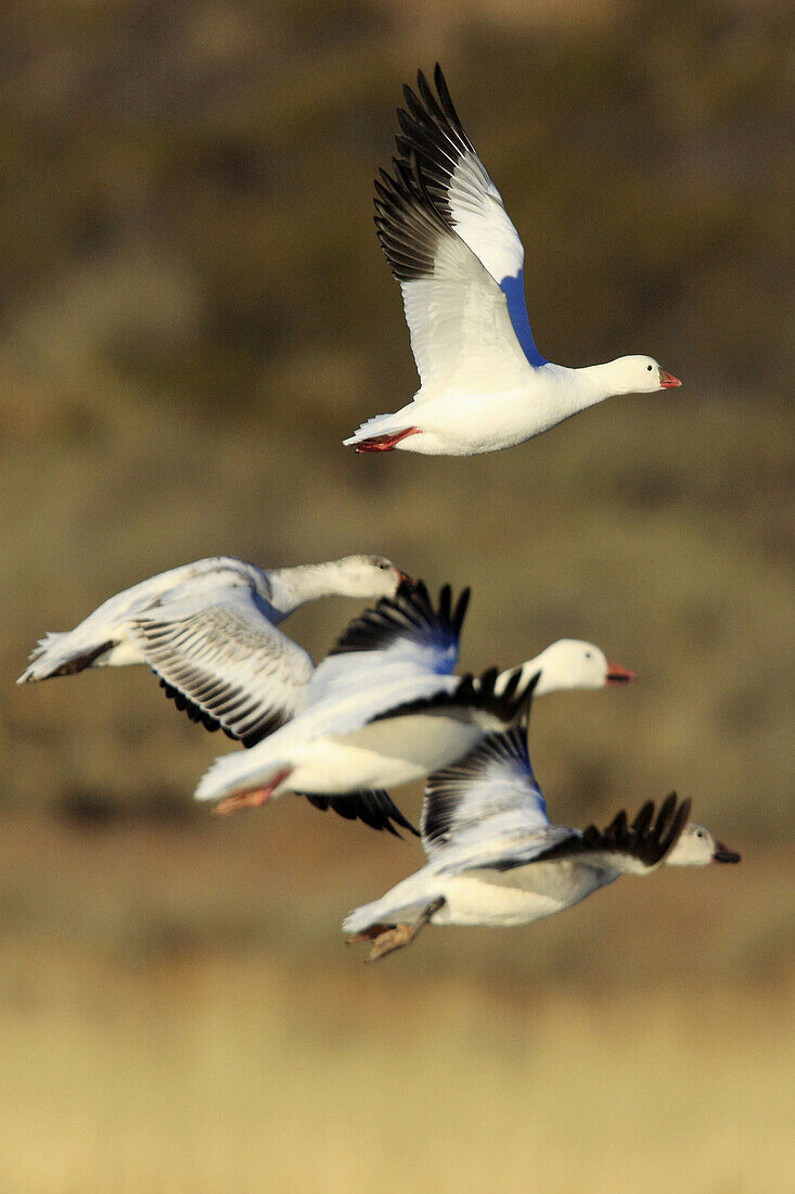 Snow goose,  Anser caerulescens,  Schneegans,  four in flight,  take off,  winter quarters,  Bosque del Apache National Wildlife Refuge,  New Mexico,  USA