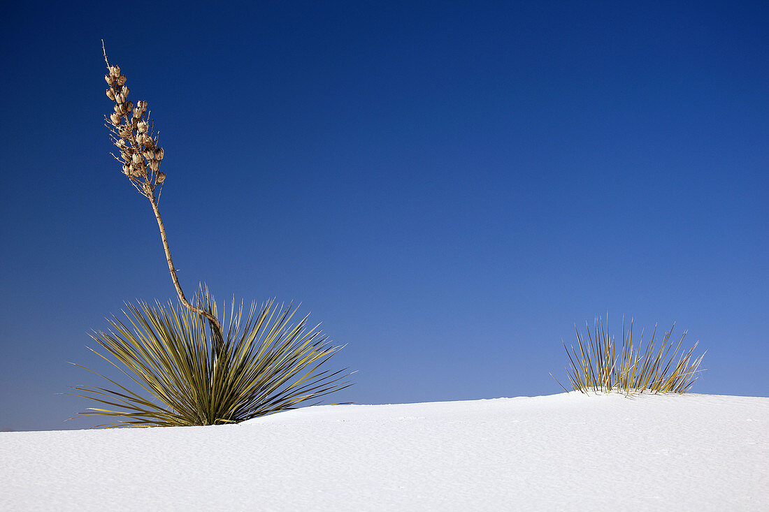 Yucca,  gypsum sand dune,  White Sands National Monument,  Tularosa Basin, New Mexico,  USA