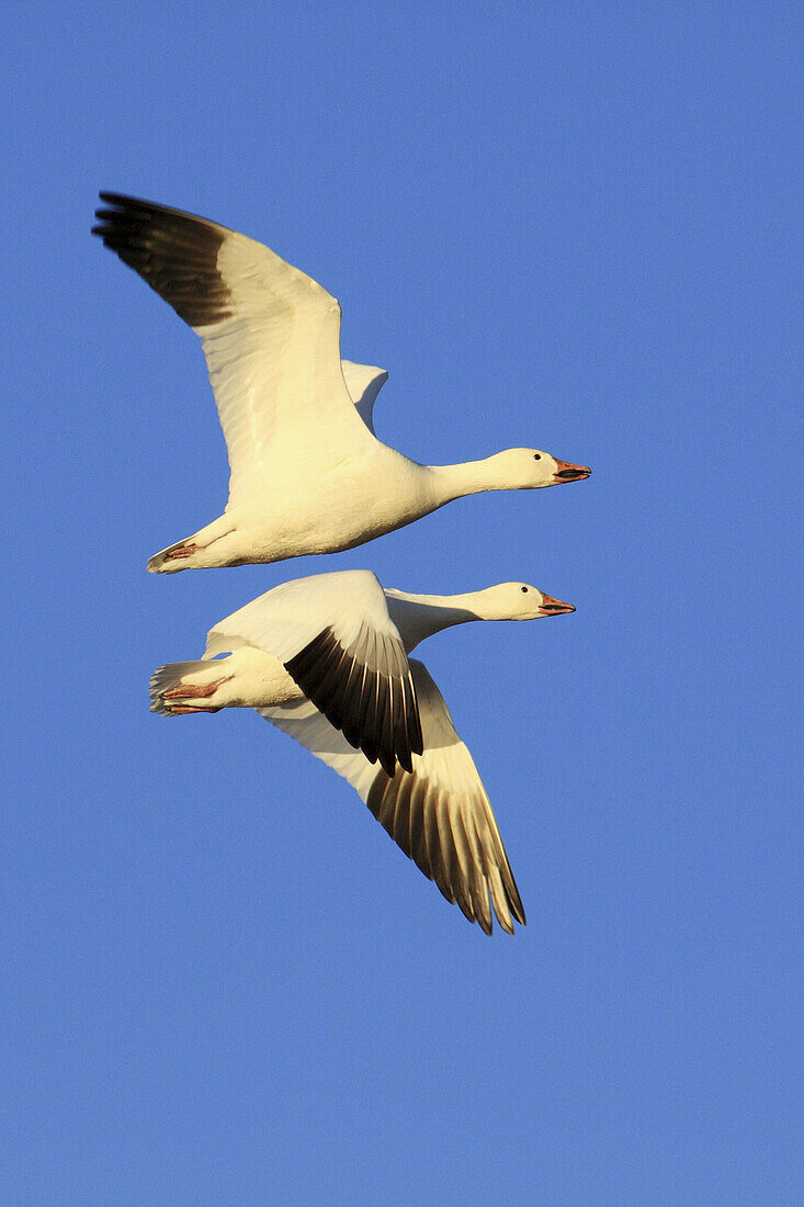 Snow goose,  Anser caerulescens,  Schneegans, two in flight,  blue sky,  winter quarters,  Bosque del Apache National Wildlife Refuge,  New Mexico,  USA
