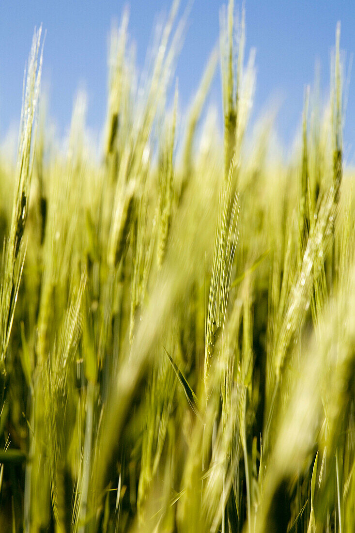 Close-up of spring green wheat field. Segovia province,  Castilla-Leon,  Spain