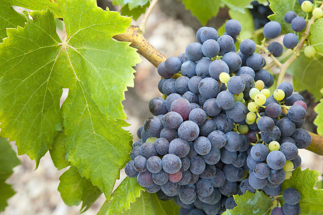 Black and white grapes Vitis vinifera  Capçanes  Priorat  Tarragona Province  Catalonia  Spain