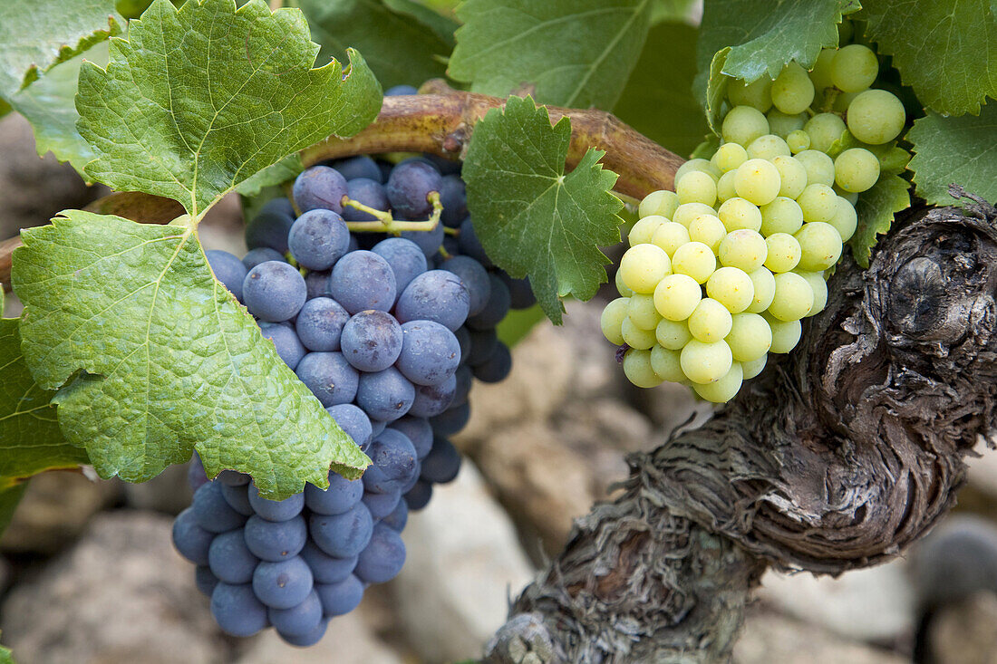 Black and white grapes Vitis vinifera  Capçanes  Priorat  Tarragona Province  Catalonia  Spain