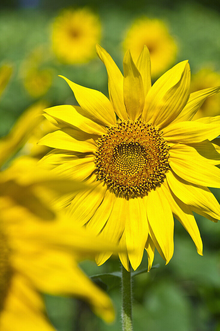 Sunflowers Helianthus annuus  Catalonia  Spain