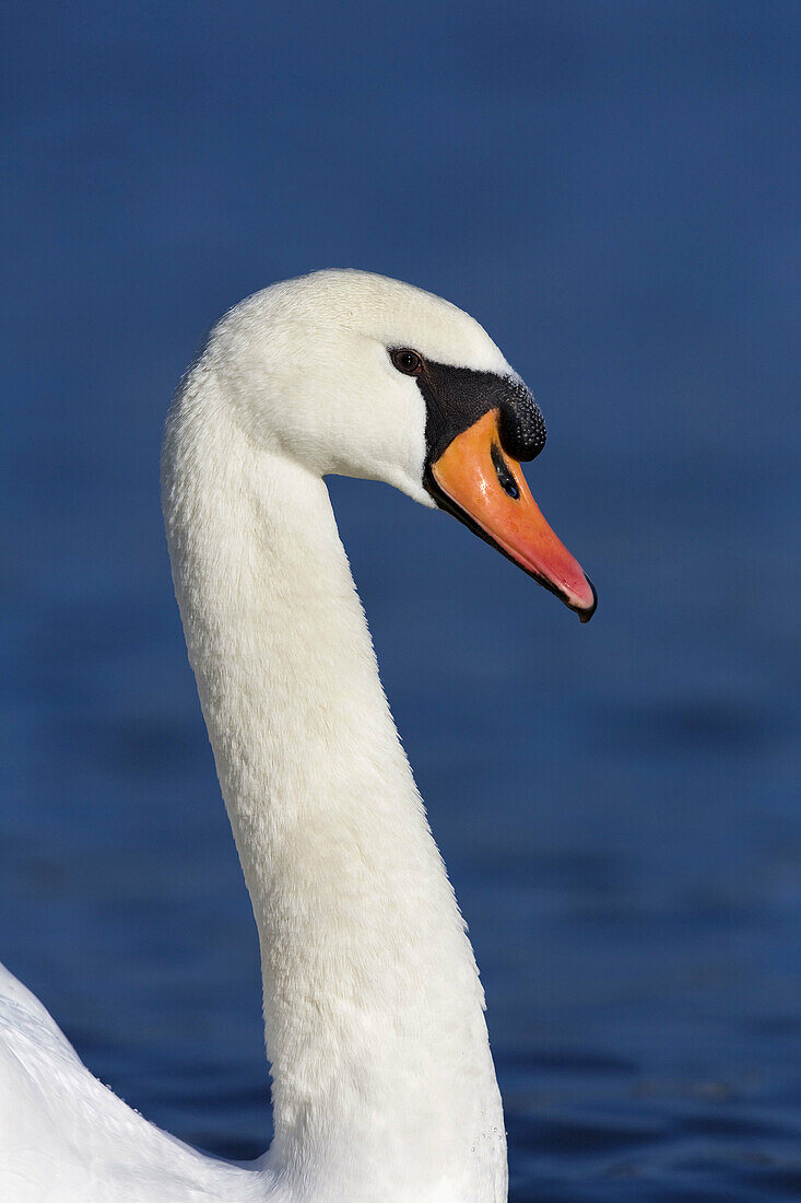 Mute swan,  Cygnus olor