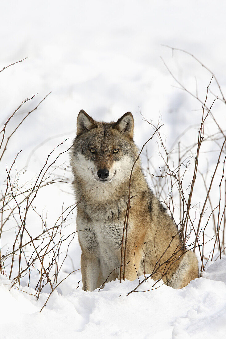 European Wolf,  Canis lupus