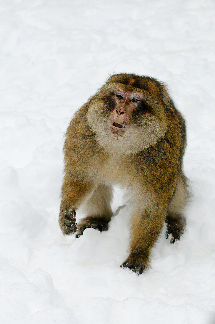 Dominant male of Barbary Macaque (Macaca sylvanus)  in the snow in winter at the cedar forest,  Azrou,  Morocco