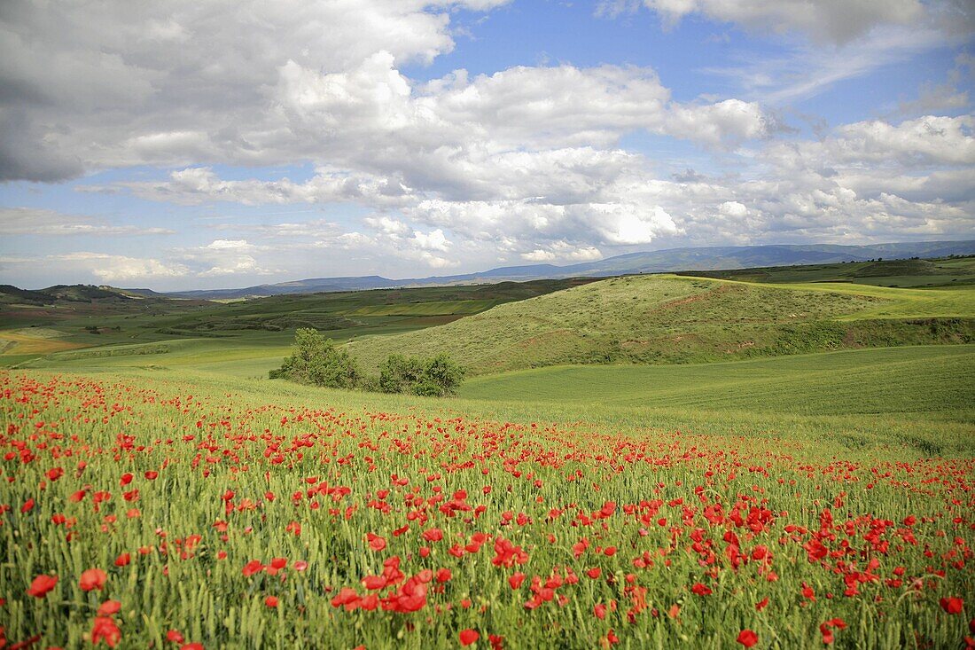 Camino de Santiago, cereal fields in Rioja Alta region, Spain