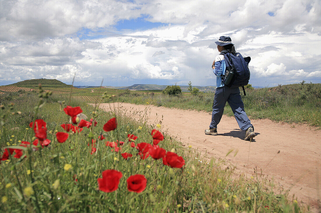 Camino de Santiago,  Rioja wine region,  Spain