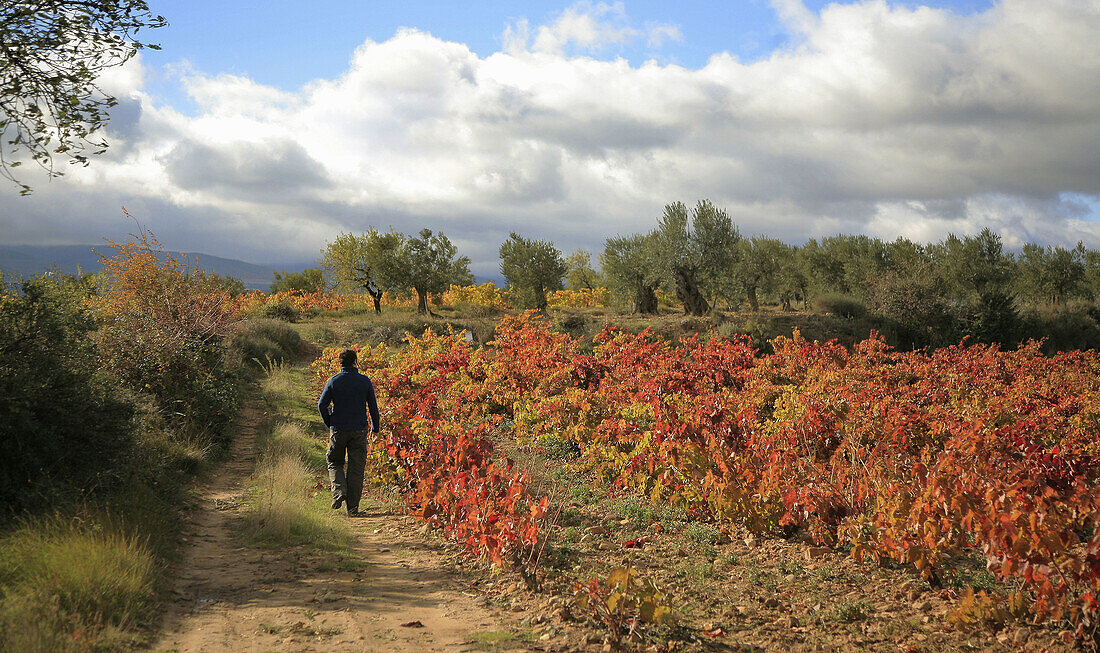 Walk between vineyards in Rioja