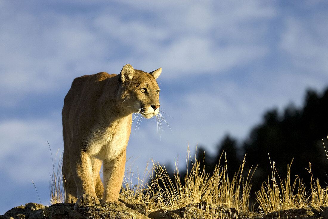 Mountain Lion walks along hillside edge