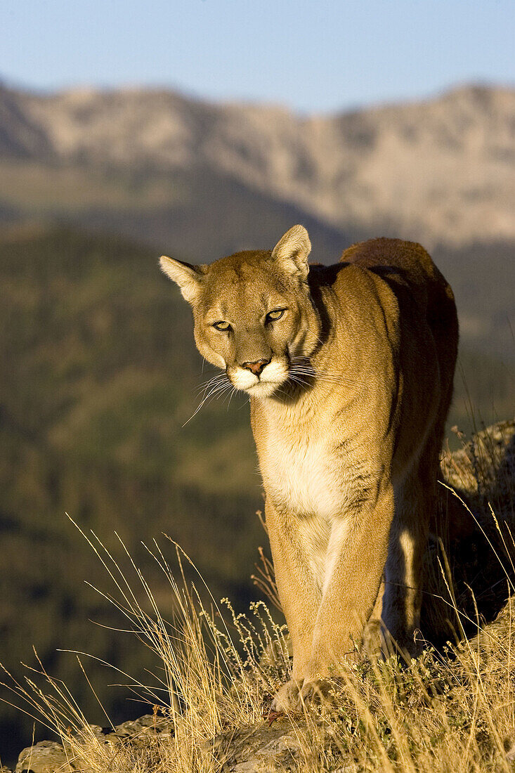 Mountain Lion walks down a hillside