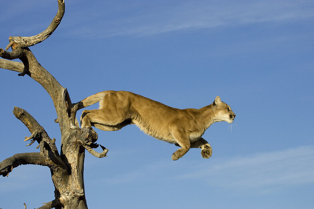 Mountain Lion leaps from tree