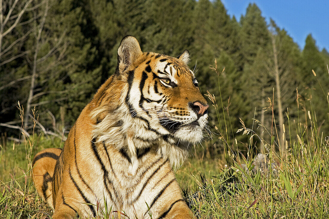 Siberian Tiger lays the edge of the woods