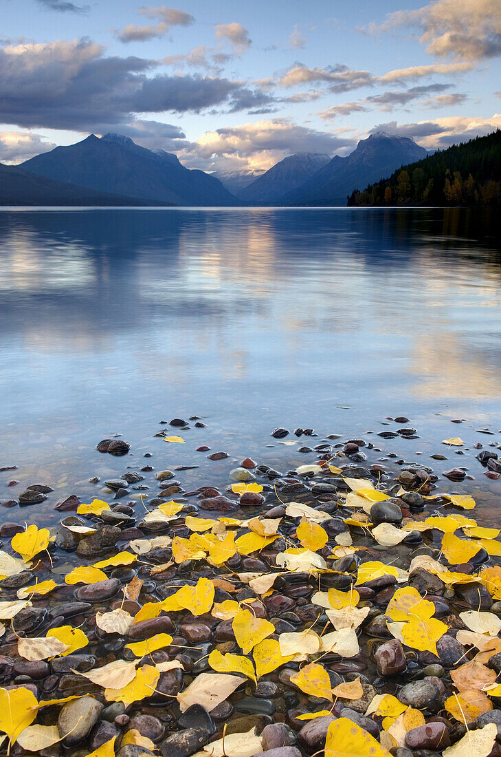 Fallen leaves dotting the shore of Lake McDonald,  Glacier National Park Montana USA