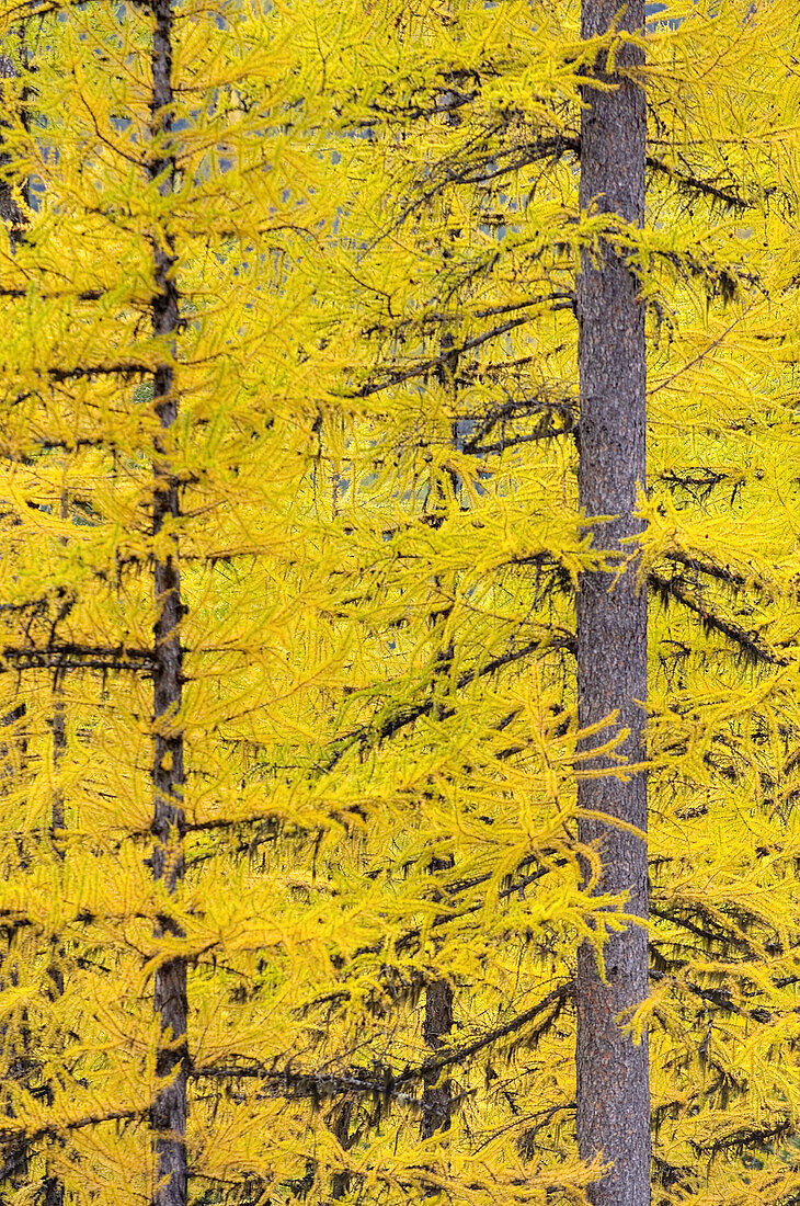 Forests of Western Larch Larix occidentalis displaying their golden needles in autumn,  Flathead National Forest Montana USA