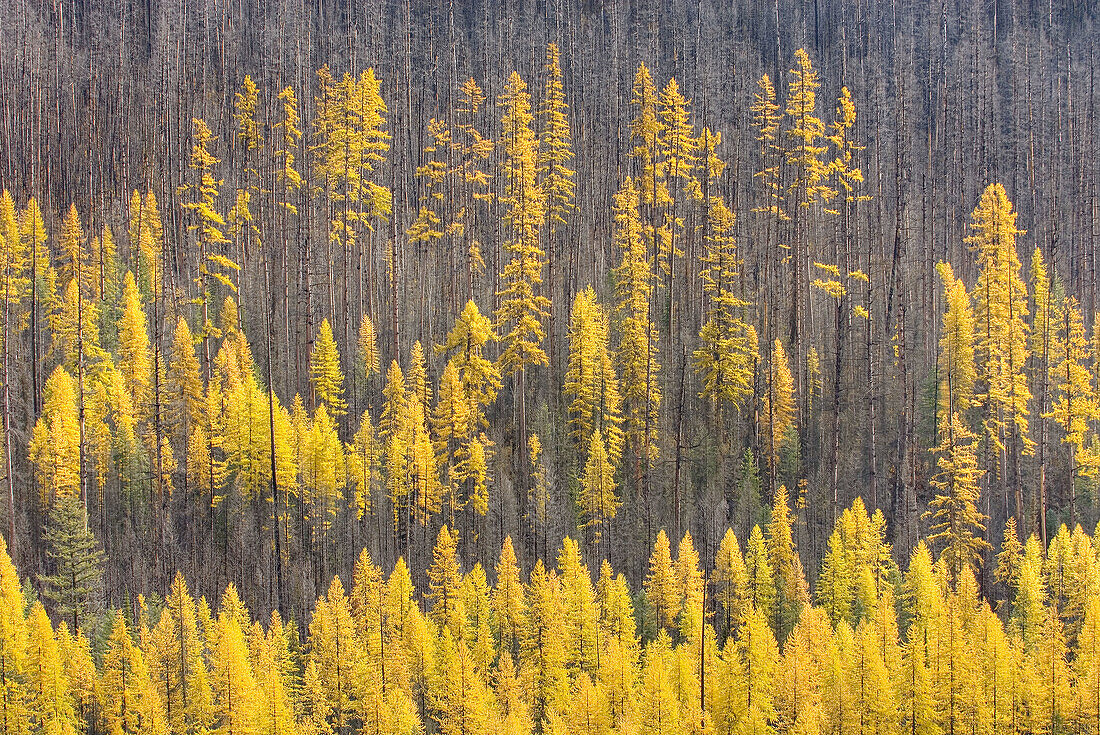 Western Larch Larix occidentalis displaying their golden needles in autumn among a partially burned forest,  Flathead National Forest Montana USA