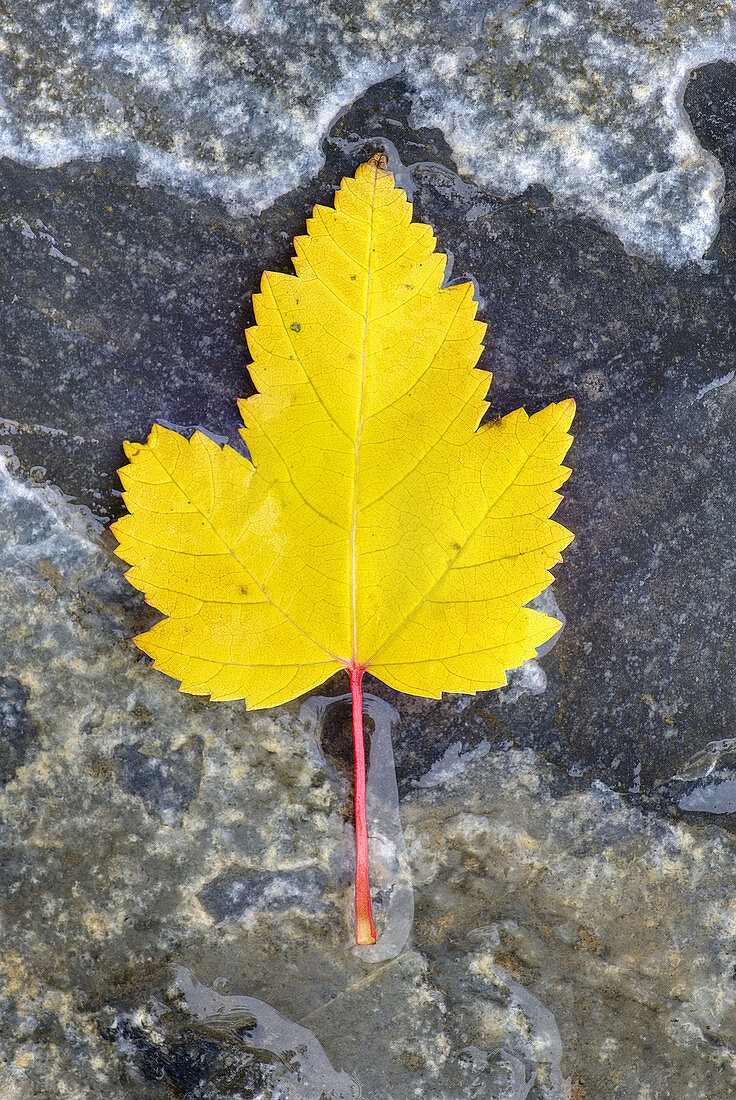 Yellow Maple leaf on sedimentary rocks of Glacier National Park Montana USA