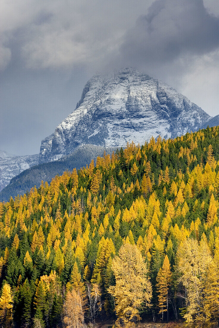 Mount Brown 2610 m 8563 ft towers above forest dotted with autumn colrs,  Glacier National Park Montana USA