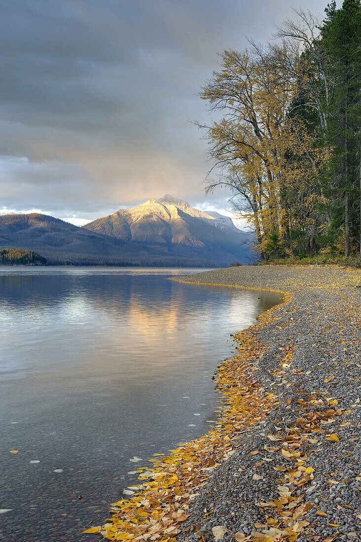 Fallen leaves on the shore of Lake McDonald,  Mounts Stanton and Vaught in the distance glow in the evening light,  Glacier National park Montana USA
