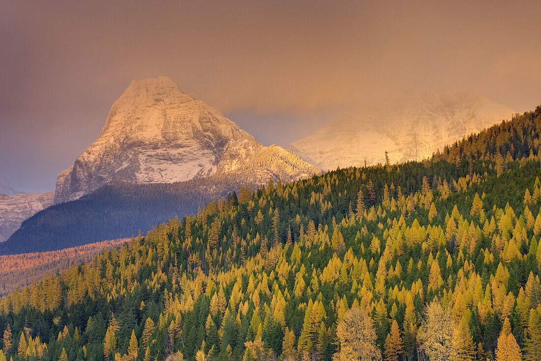 Mount Brown 2610 m 8563 ft glows in the evening light above forest dotted with autumn colrs,  Glacier National Park Montana USA