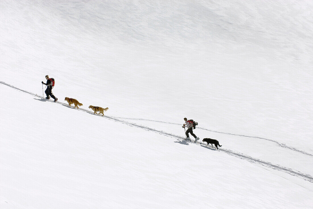 Backcountry skiers with dogs approaching Herman Saddle,  Mount Baker backcountry,  North Cascades Washington USA