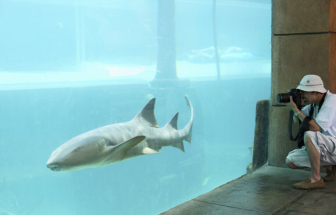Bahamas,  New Providence Island,  Nassau: Atlantis Resort,  Paradise Island Aquarium Shark