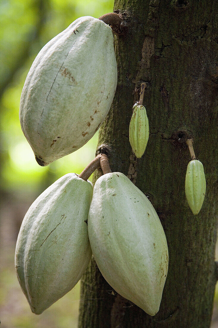 Mexico Tabasco Comalcalco Jesus Mary cocoa plantation Cocoa fruit