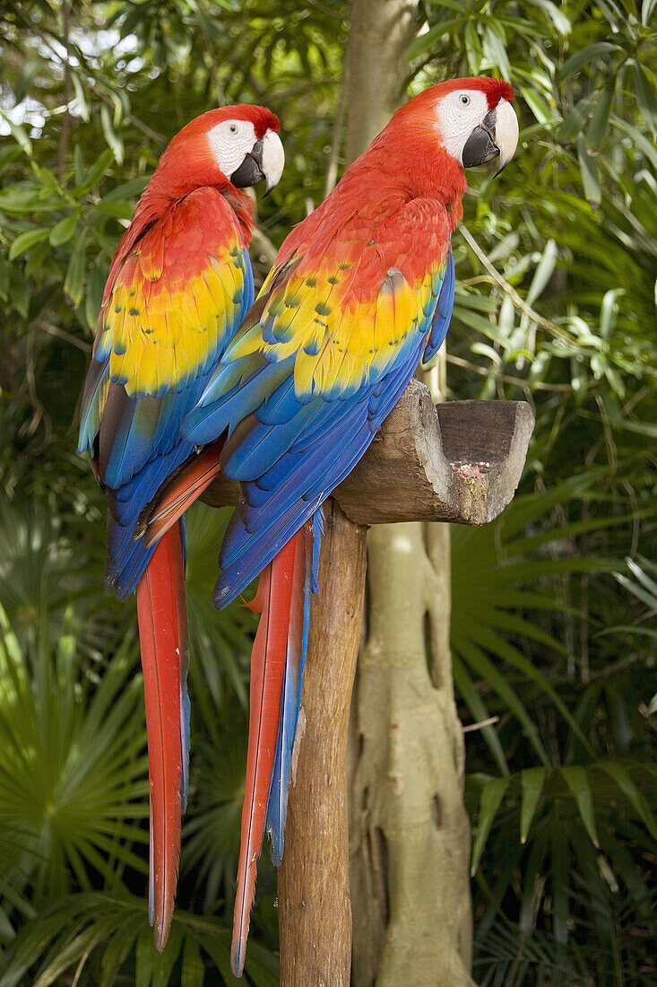 Mexico Yucatan Quintana Roo Riviera Maya Cancun Xcaret,  ecologic park Macaws