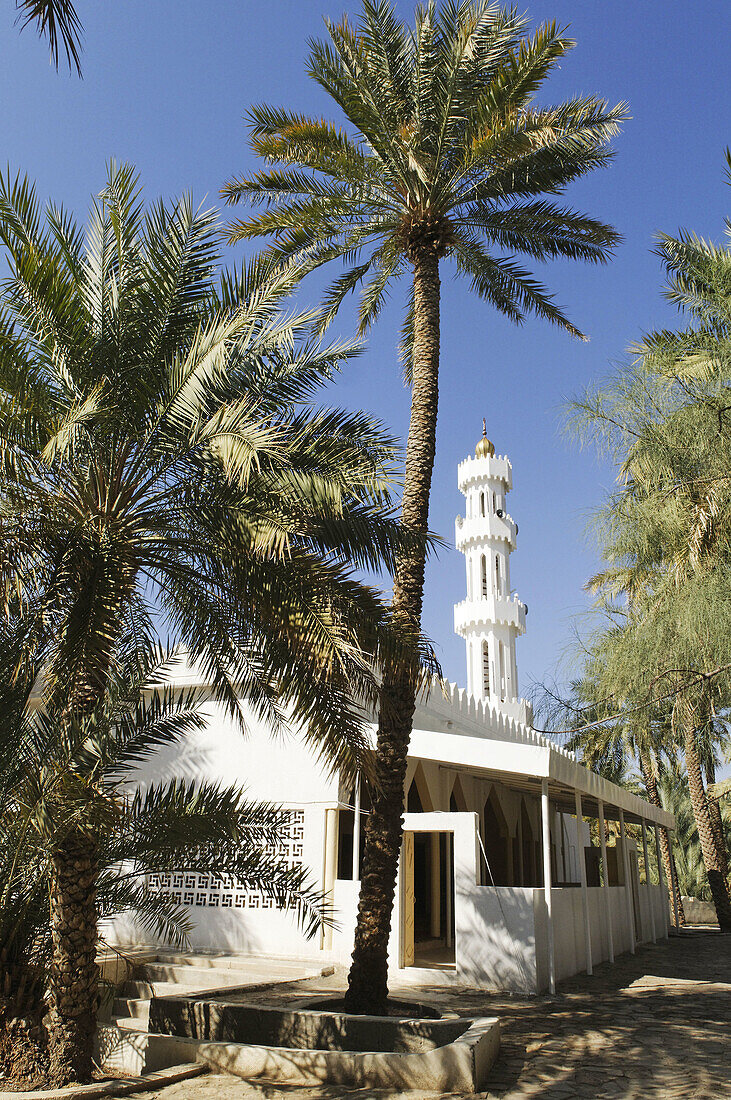 mosque and minarette in the palm garden of Mahadah oasis near Buraimi,  Hajar al Gharbi Mountains,  Al Dhahirah Region,  Sultanate of Oman,  Arabia,  Middle East