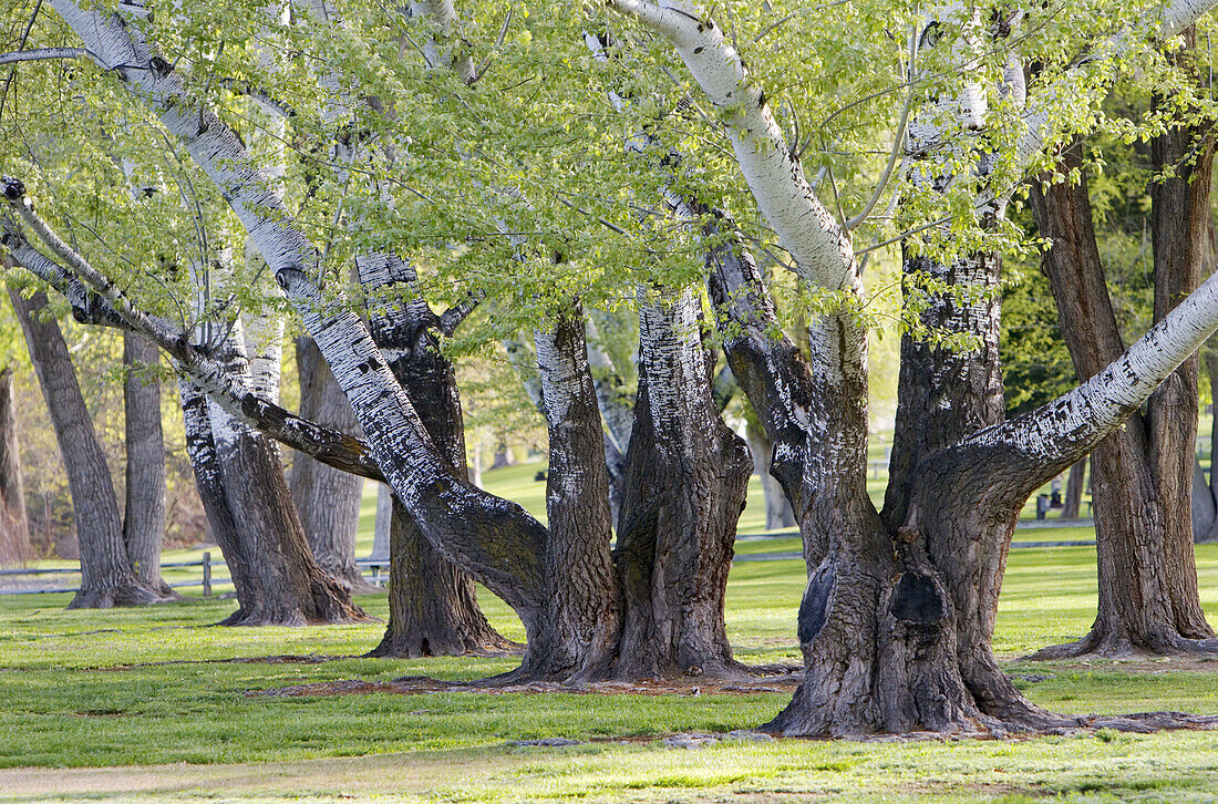 Trees in Hood Park,  Pasco,  Washington