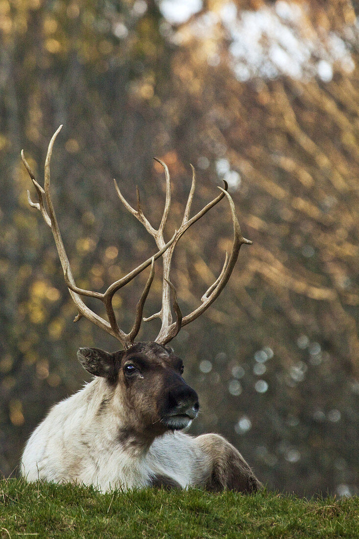 Reindeer, Point Defiance Zoo, … Acheter l’image 70288937