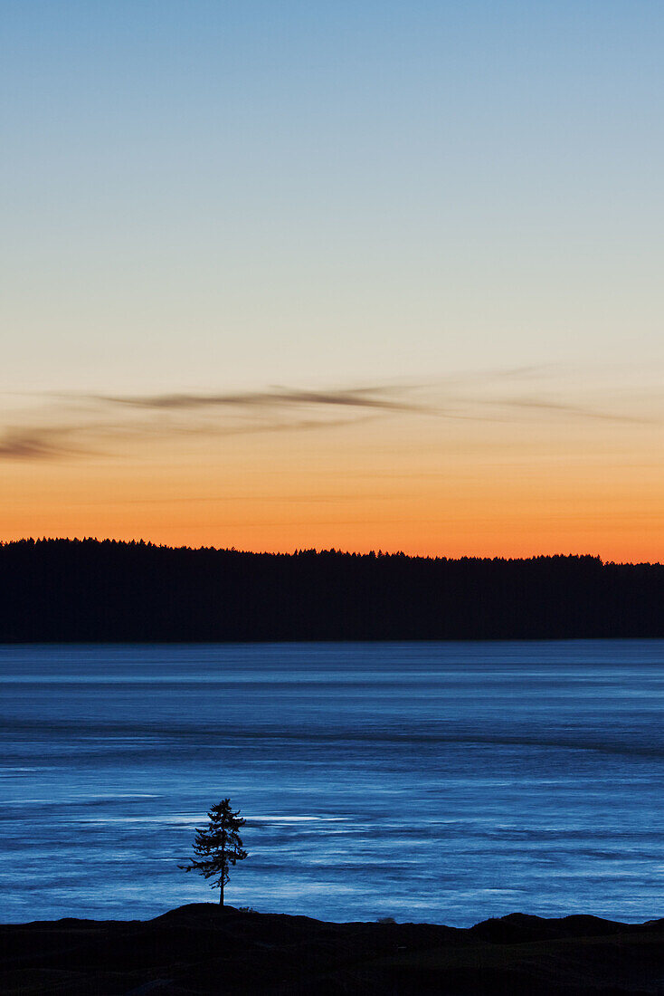 Lone fir tree at Chambers Bay Golf Course,  University Place,  Washington,  McNeil Island in background