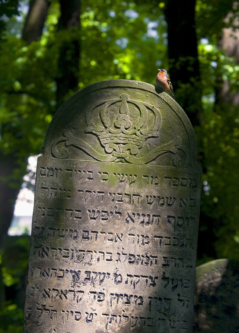 Poland Krakow,  bird at Jewish Cemetery Kazimierz district