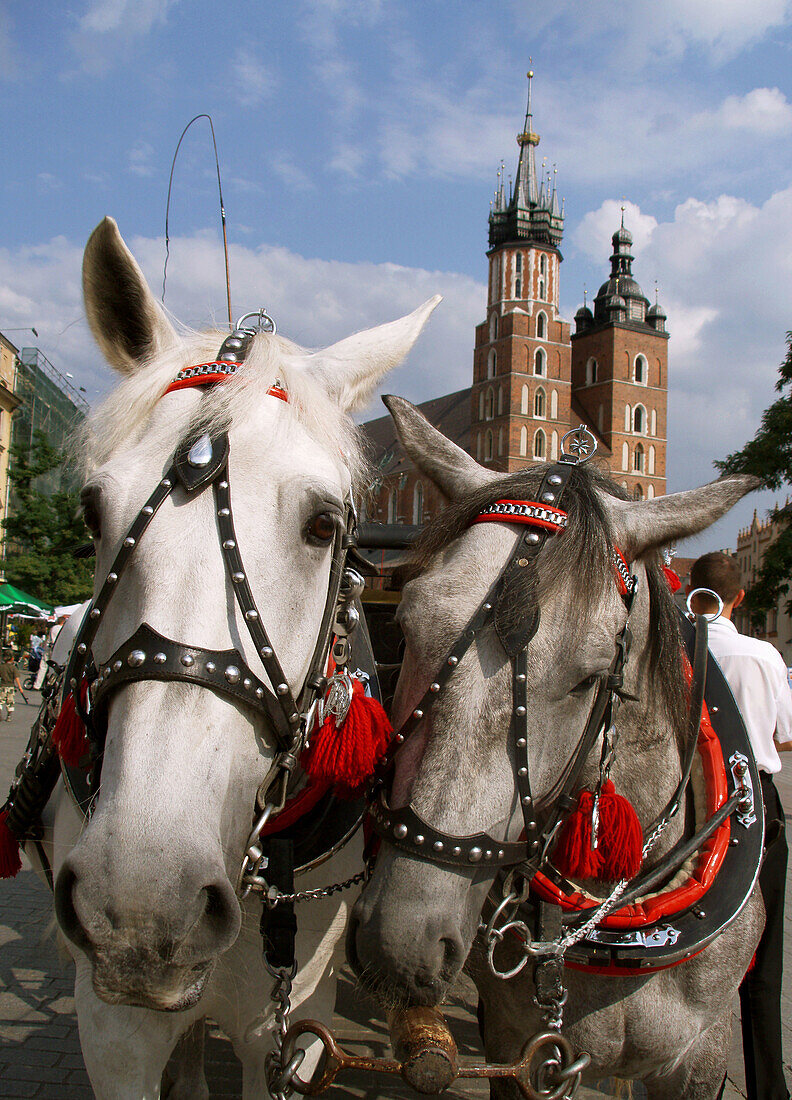 Poland,  Krakow,  carriages ride