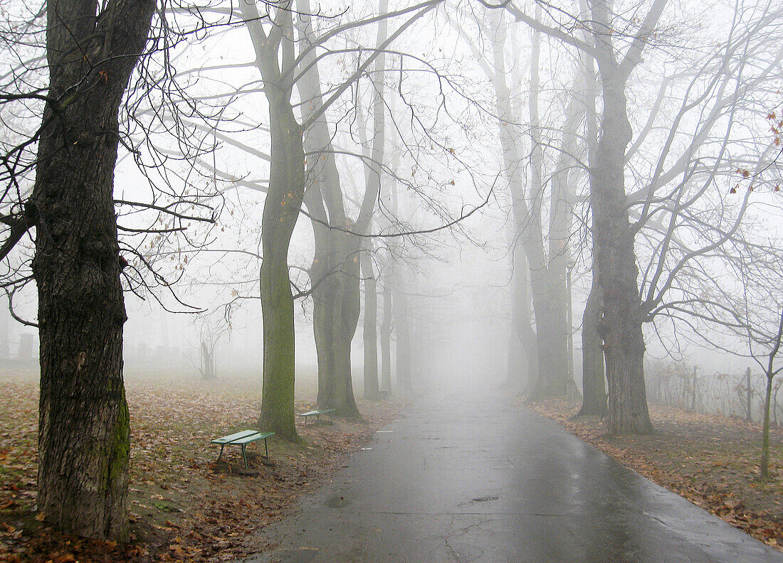 Poland Krakow,  Road at Salvator,  foggy day
