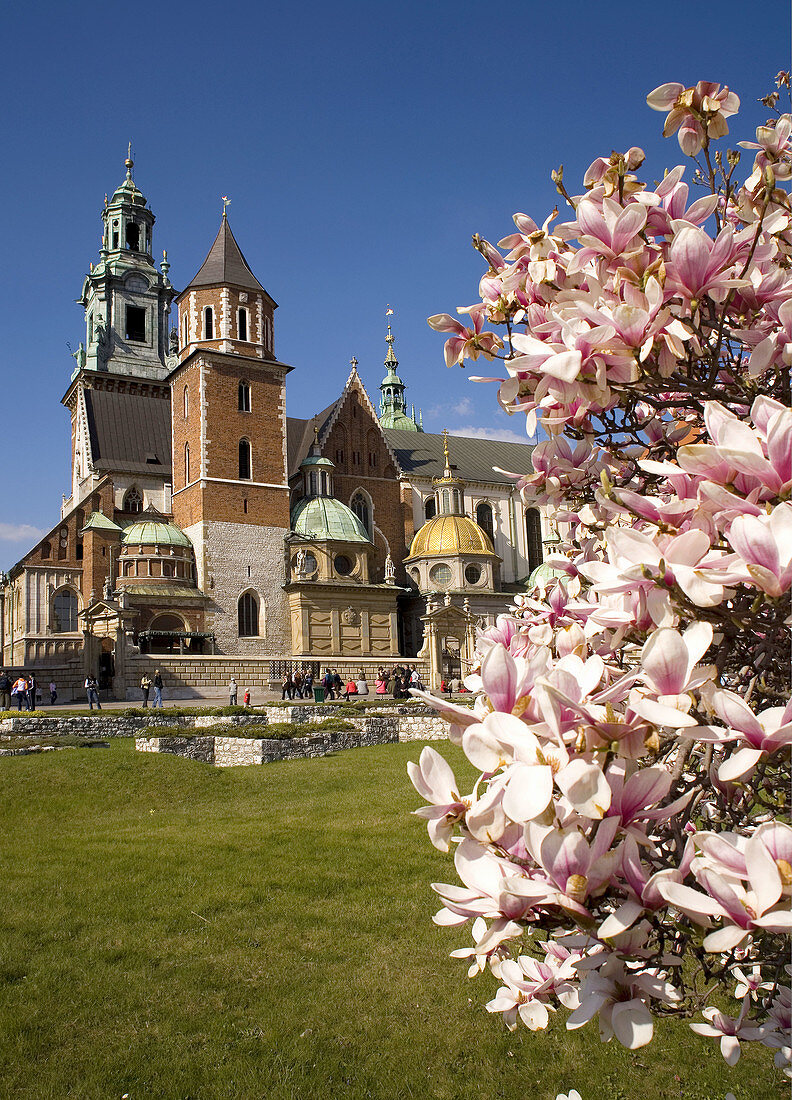 Poland,  Krakow,  Wawel,  Sigismund´s Cathedral and Chapel as part of Royal Castle at spring,  magnolias trees