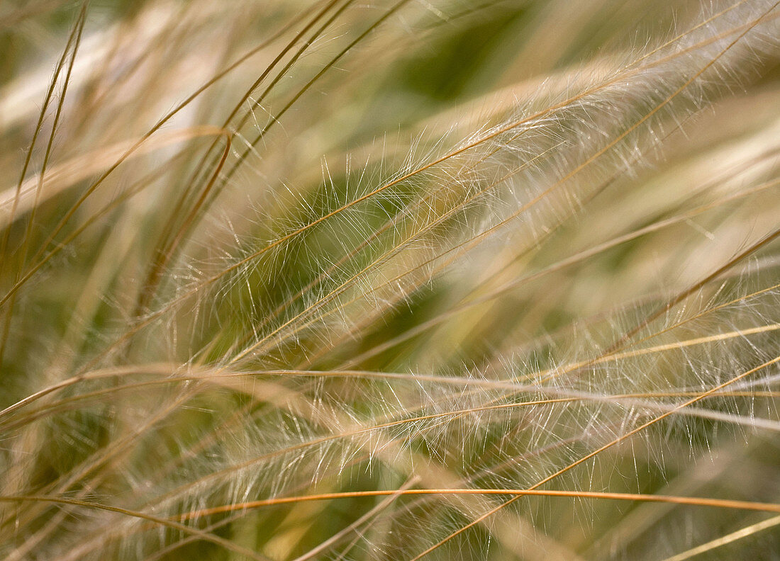 Grass,  abstract