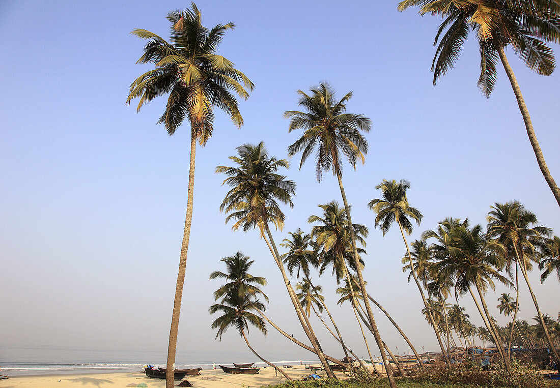 India,  Goa,  Colva beach,  coconut palm grove,  fishing boats