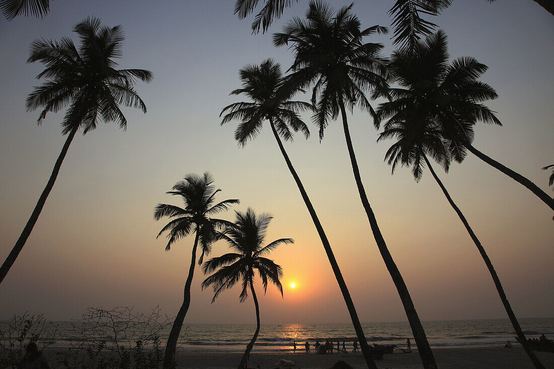 India,  Goa,  Colva beach,  coconut palm grove,  sunset,  silhouette