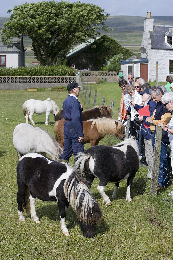 Besucher betrachten Shetland Ponies auf der Gott Farm, Weisdale, Mainland, Shetland-Inseln, Schottland, Großbritannien, Europa