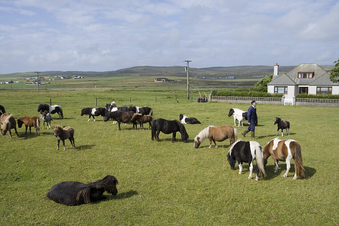 Shetland Ponies auf einer Weide der Gott Farm, Weisdale, Mainland, Shetland-Inseln, Schottland, Großbritannien, Europa
