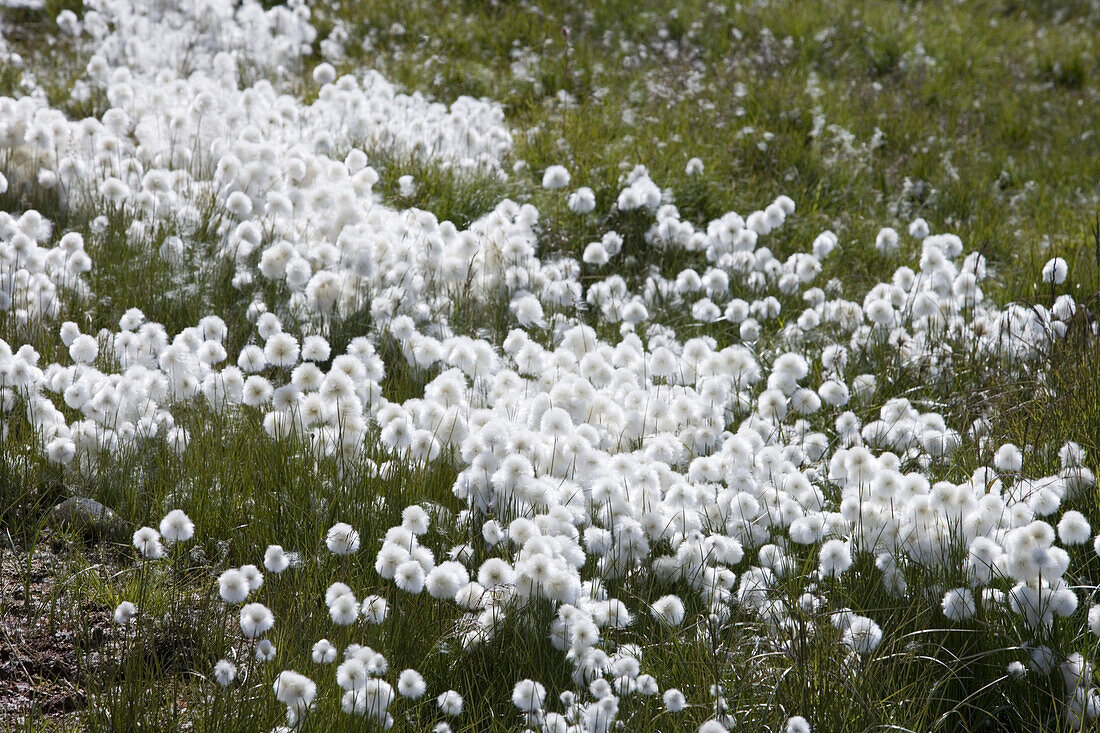 Wiese mit Wollgras im Sonnenlicht, Qaqortoq, Kitaa, Grönland