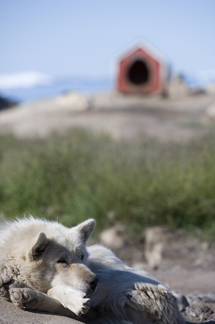 Sledge dog lying in front of doghouse, Ilulissat (Jakobshavn), Disko Bay, Kitaa, Greenland