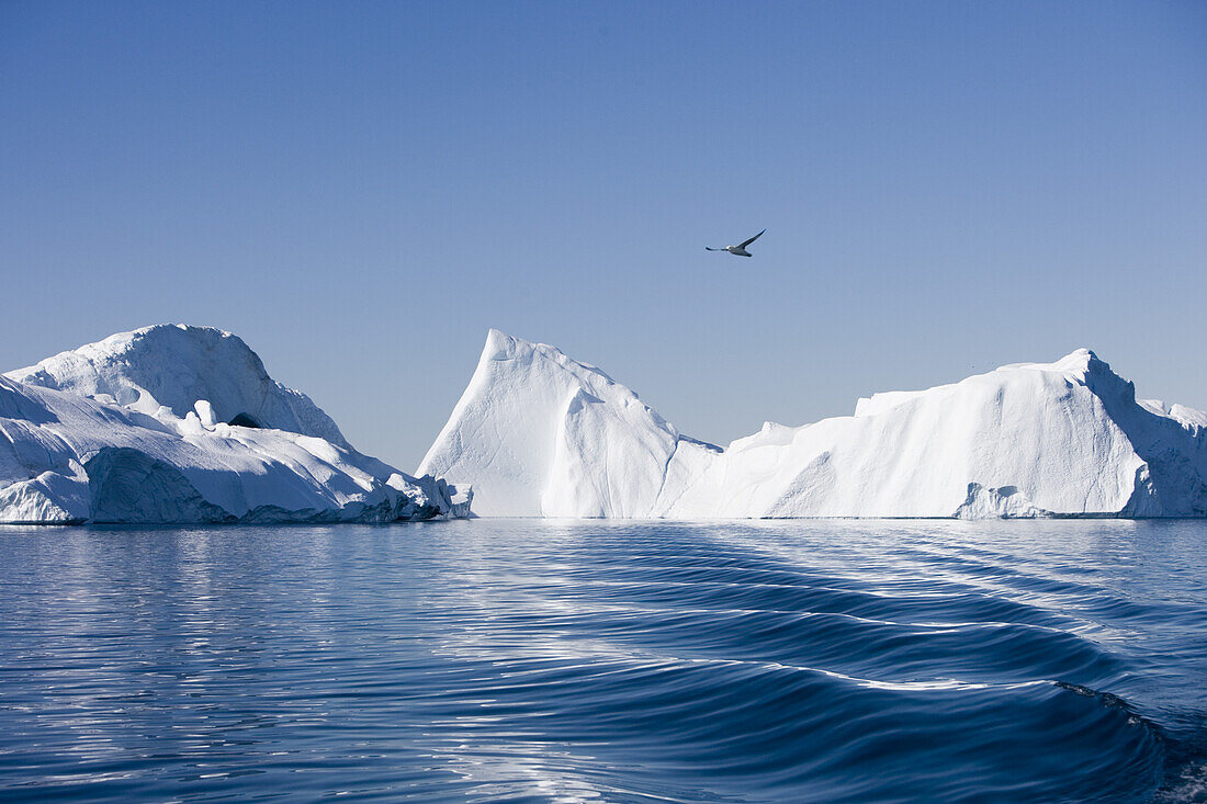 Eisberge vom Ilulissat Kangerlua Isfjord im Sonnenlicht, Diskobucht, Kitaa, Grönland