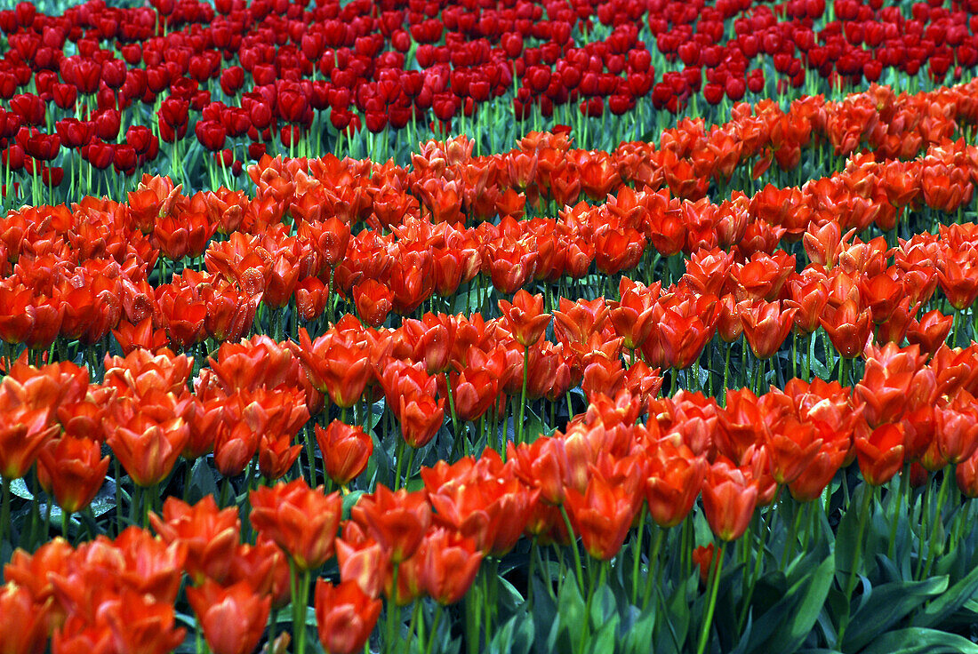 Medium shot of red Tulip´s field