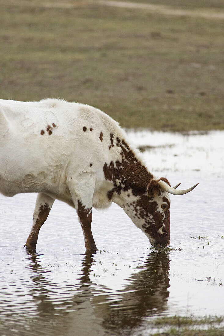 Cattle grazing in Doñana National Park. Aznalcazar,  Sevilla province,  Andalucia,  Spain